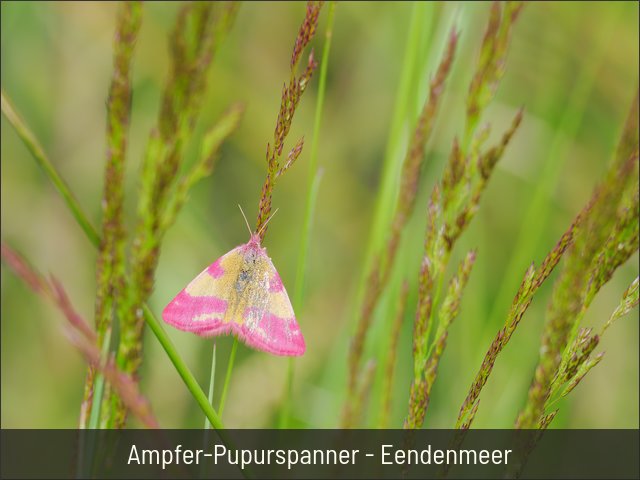 Ampfer-Pupurspanner - Eendenmeer