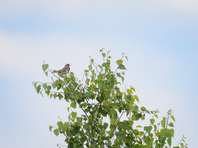 Blaukehlchen - Eendenmeer