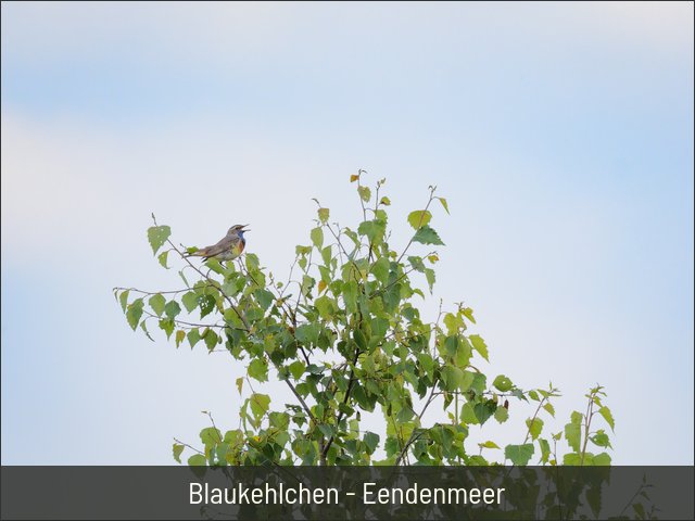 Blaukehlchen - Eendenmeer