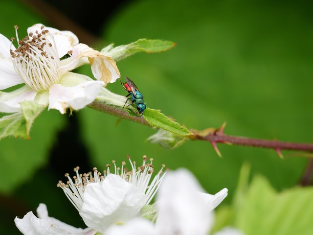 Goldwespe auf Brombeerblüten - Reindersmeer