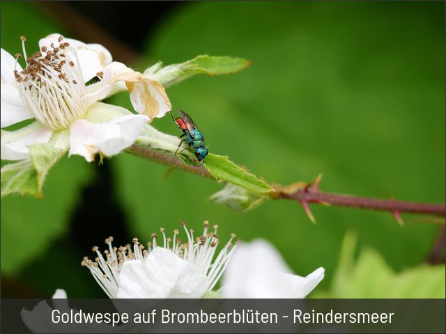 Goldwespe auf Brombeerblüten - Reindersmeer