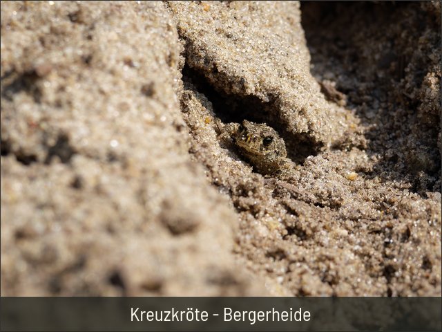 Kreuzkröte - Bergerheide