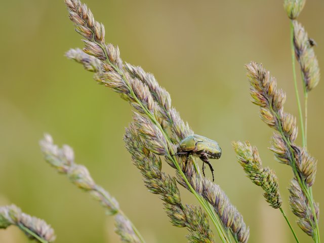 Kupfer-Rosenkäfer - Eendenmeer