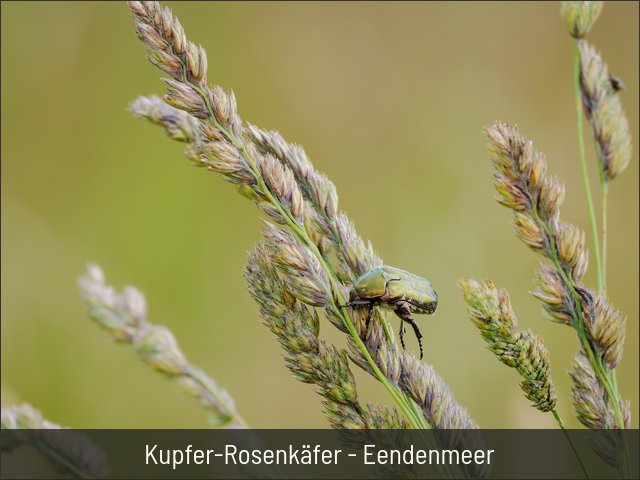 Kupfer-Rosenkäfer - Eendenmeer