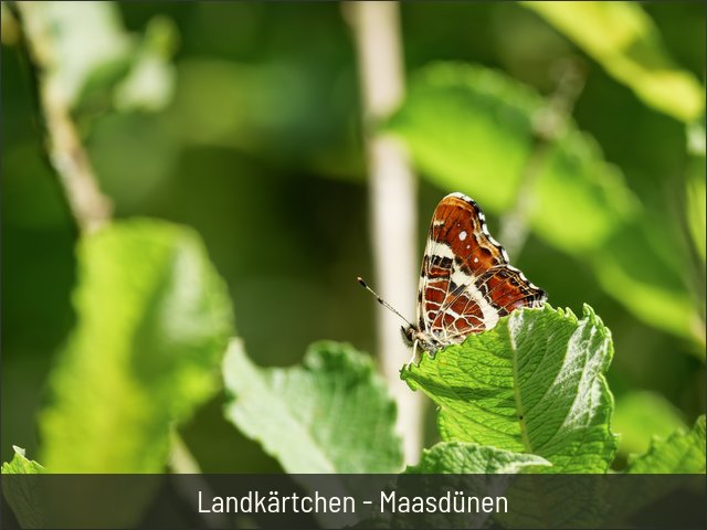 Landkärtchen - Maasdünen