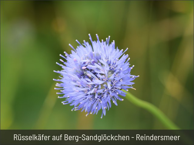 Rüsselkäfer auf Berg-Sandglöckchen - Reindersmeer