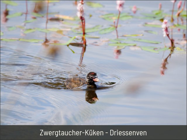 Zwergtaucher-Küken - Driessenven