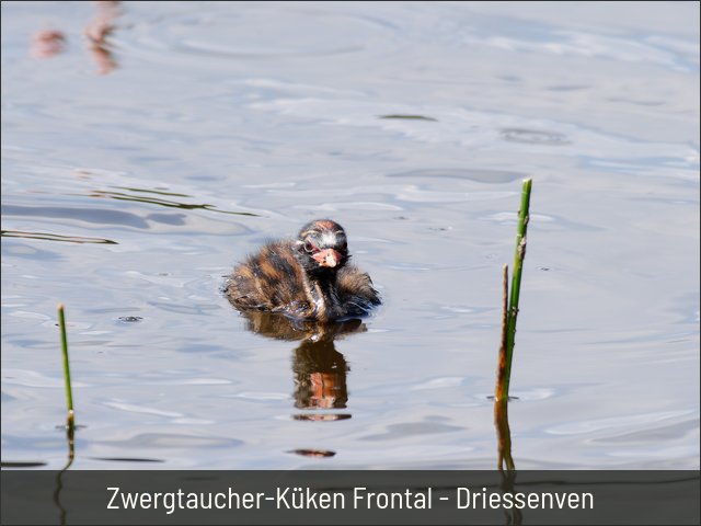 Zwergtaucher-Küken Frontal - Driessenven