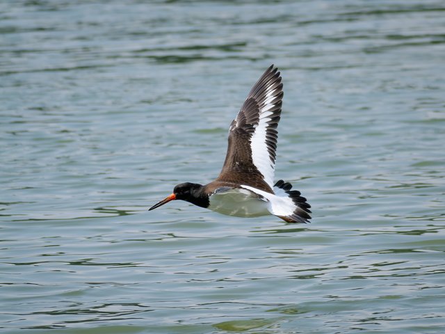 Austernfischer im Flug - Urdenbacher Rheinufer