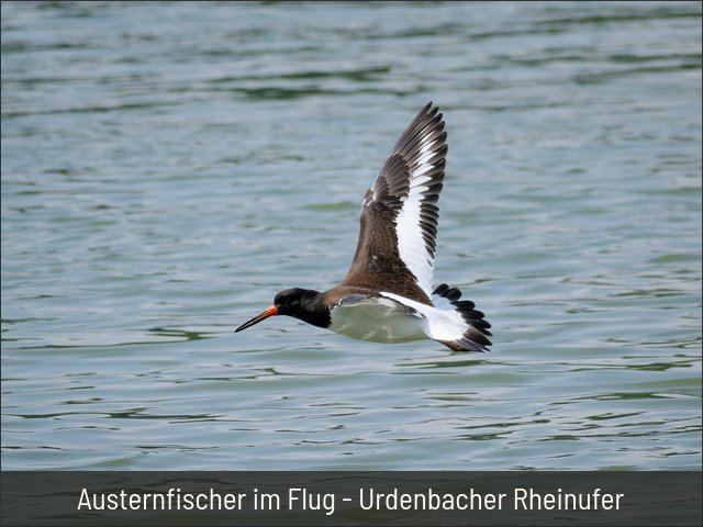 Austernfischer im Flug - Urdenbacher Rheinufer
