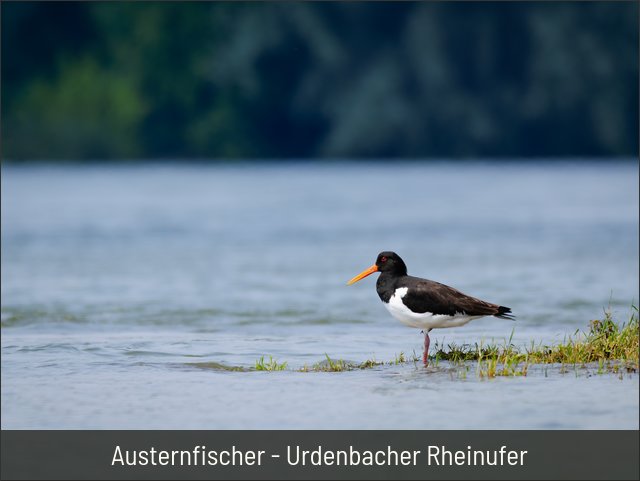 Austernfischer - Urdenbacher Rheinufer