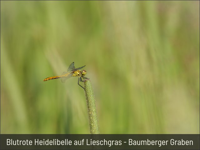 Blutrote Heidelibelle auf Lieschgras - Baumberger Graben