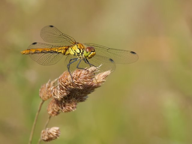 Blutrote Heidelibelle - Baumberger Graben