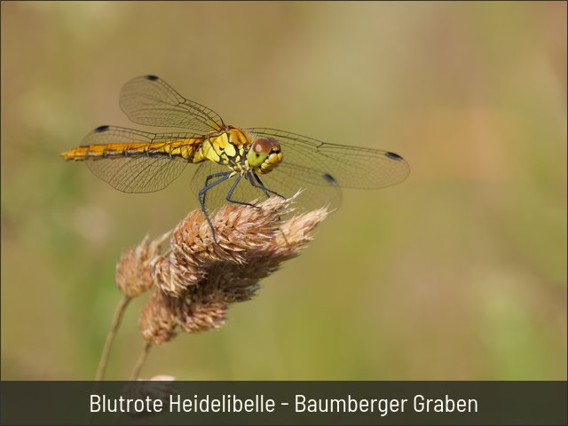 Blutrote Heidelibelle - Baumberger Graben