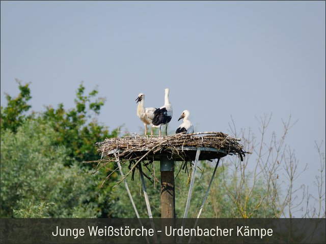Junge Weißstörche - Urdenbacher Kämpe