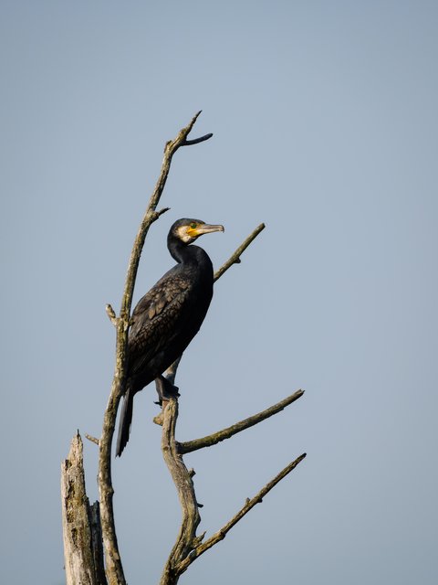 Kormoran - Urdenbacher Kämpe