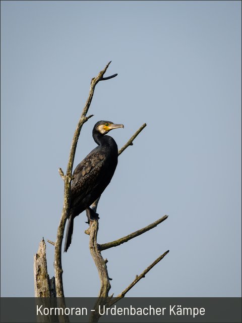 Kormoran - Urdenbacher Kämpe