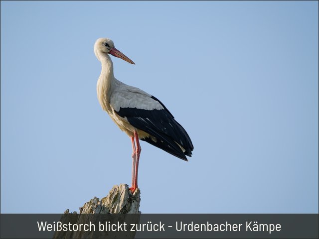 Weißstorch blickt zurück - Urdenbacher Kämpe