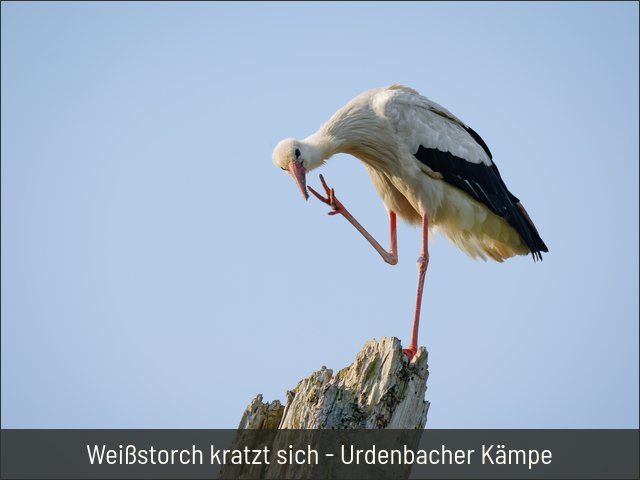 Weißstorch kratzt sich - Urdenbacher Kämpe