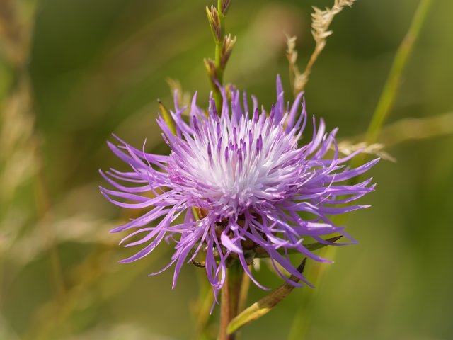 Wiesen-Flockenblume - Baumberger Graben