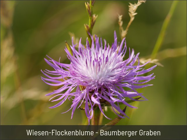 Wiesen-Flockenblume - Baumberger Graben