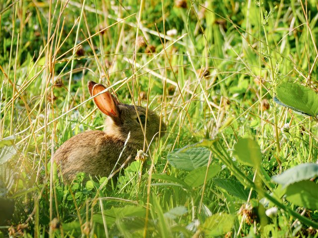 Wildkaninchen - Urdenbacher Kämpe