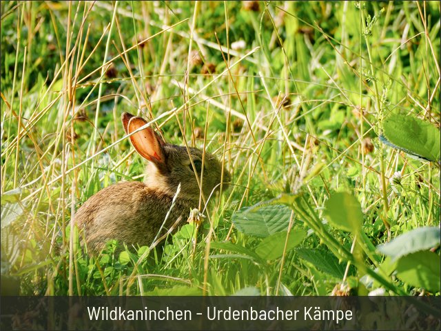 Wildkaninchen - Urdenbacher Kämpe