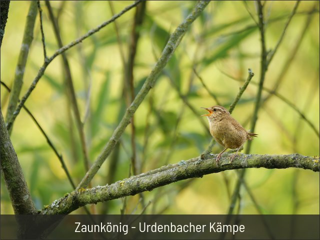 Zaunkönig - Urdenbacher Kämpe