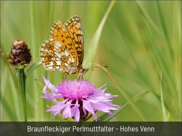 Braunfleckiger Perlmuttfalter - Hohes Venn