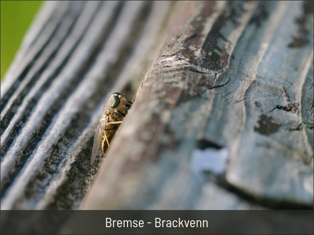 Bremse - Brackvenn