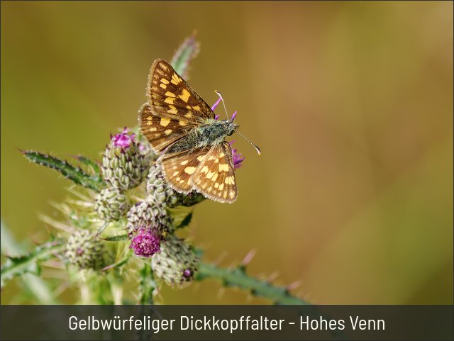 Gelbwürfeliger Dickkopffalter - Hohes Venn