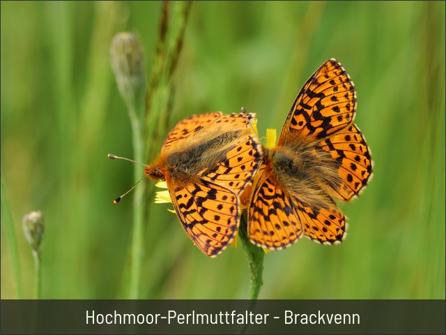 Hochmoor-Perlmuttfalter - Brackvenn