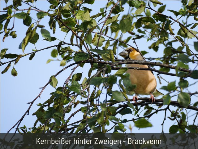 Kernbeißer hinter Zweigen - Brackvenn