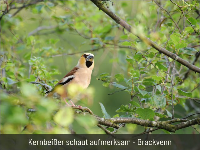 Kernbeißer schaut aufmerksam - Brackvenn