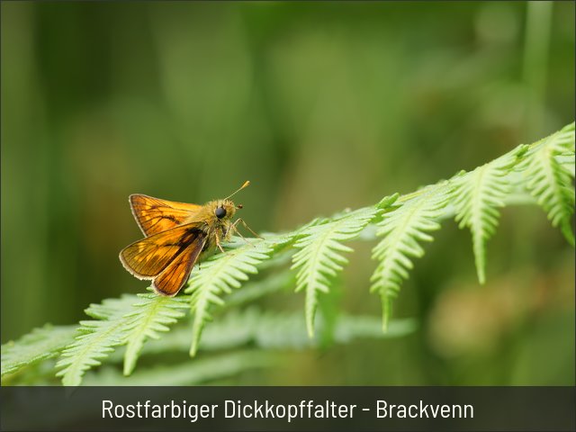 Rostfarbiger Dickkopffalter - Brackvenn