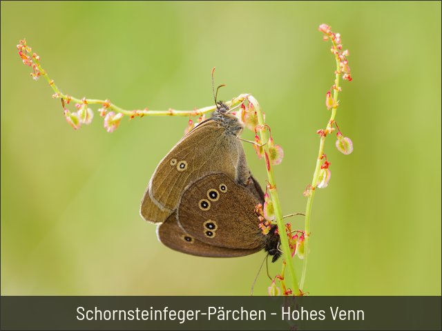 Schornsteinfeger-Pärchen - Hohes Venn