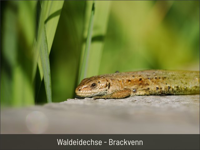 Waldeidechse - Brackvenn