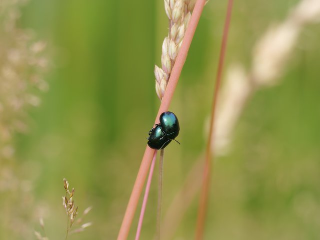 Blattkäfer-Pärchen - Busenberg