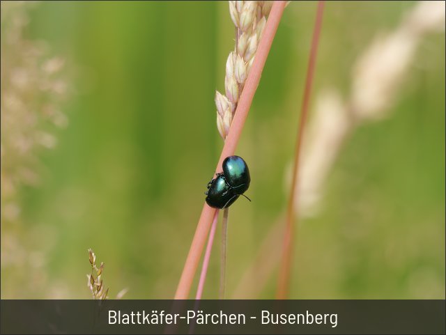 Blattkäfer-Pärchen - Busenberg