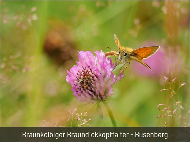 Braunkolbiger Braundickkopffalter - Busenberg