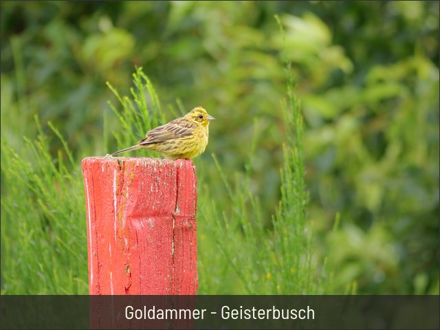 Goldammer - Geisterbusch