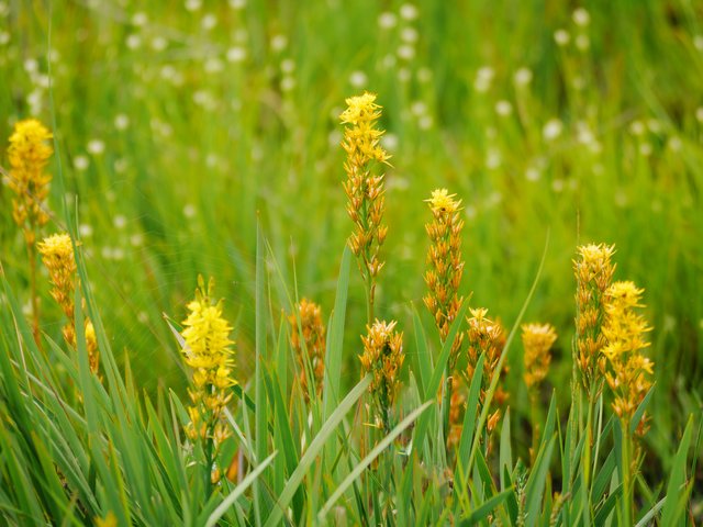 Moorlilien - Herfeld