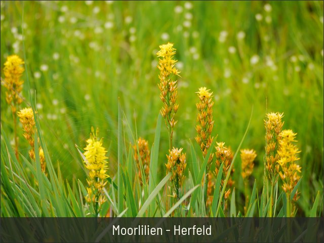 Moorlilien - Herfeld