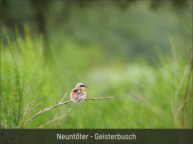 Neuntöter - Geisterbusch