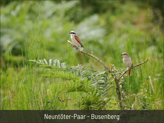 Neuntöter-Paar - Busenberg