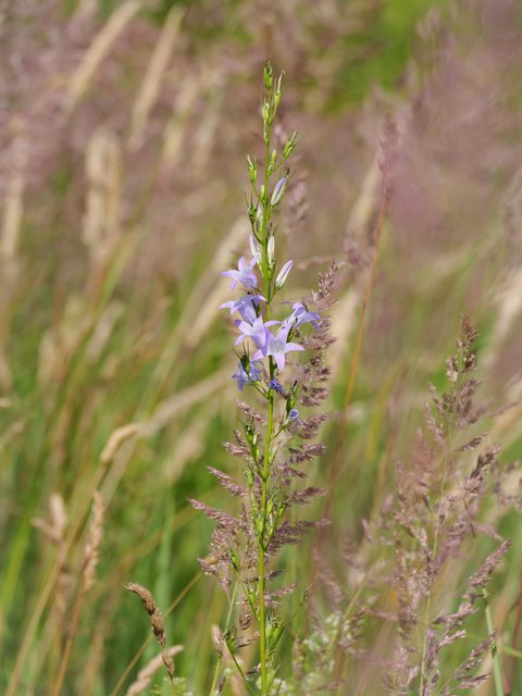 Rapunzelglockenblume - Herfeld