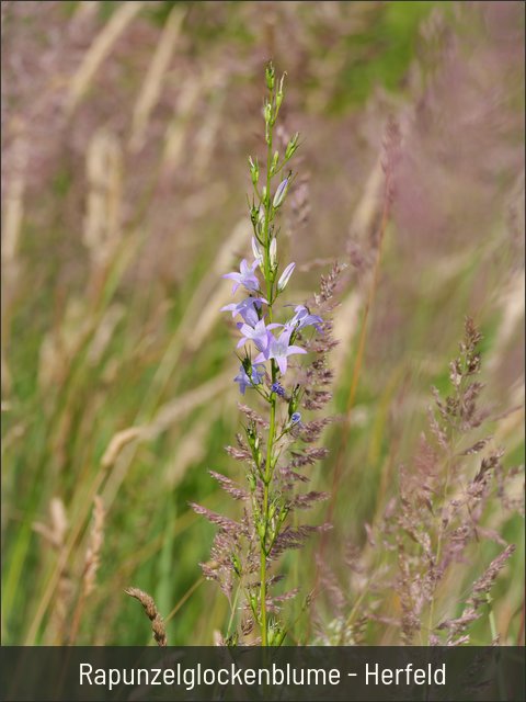 Rapunzelglockenblume - Herfeld