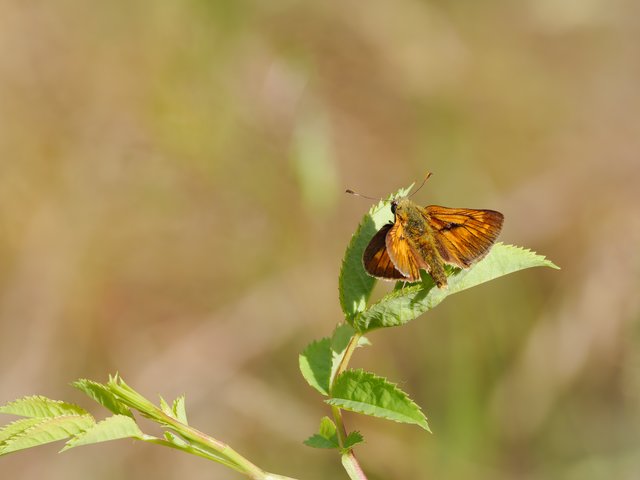 Rostfarbiger Dickkopffalter - Wahner Heide