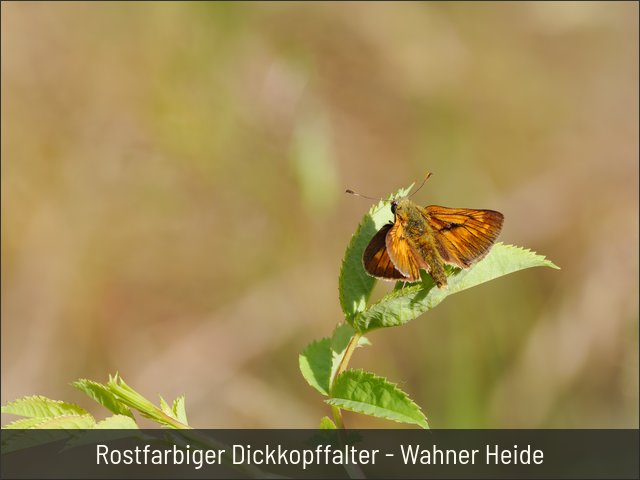 Rostfarbiger Dickkopffalter - Wahner Heide