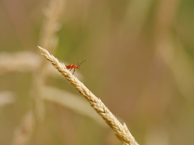 Roter Weichkäfer - Busenberg